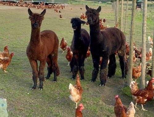 Alpakas bei den Freiland Hühnern vom Obsthof Zink