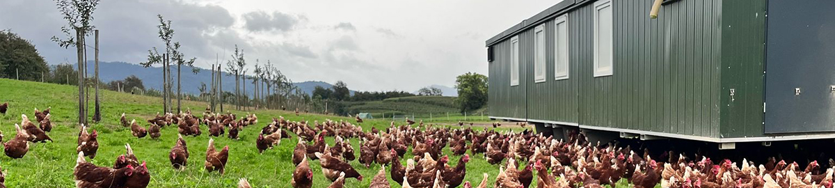 Mobiler Hühnerstall auf der Wiese mit viel Freiraum