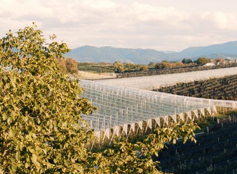 Hagelschutz für die Apfelanlagen mit Schwarzwald im Hintergrund