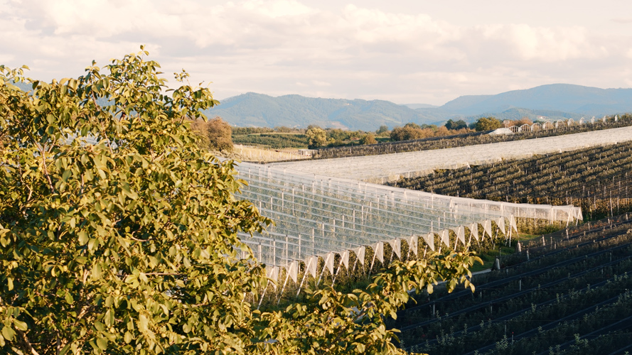 Hagelschutz für die Apfelanlagen mit Schwarzwald im Hintergrund